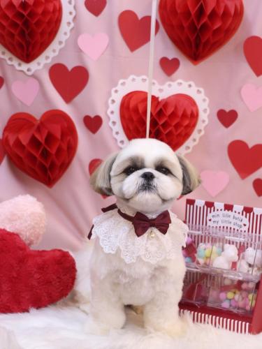 20240211みたらしちゃん 